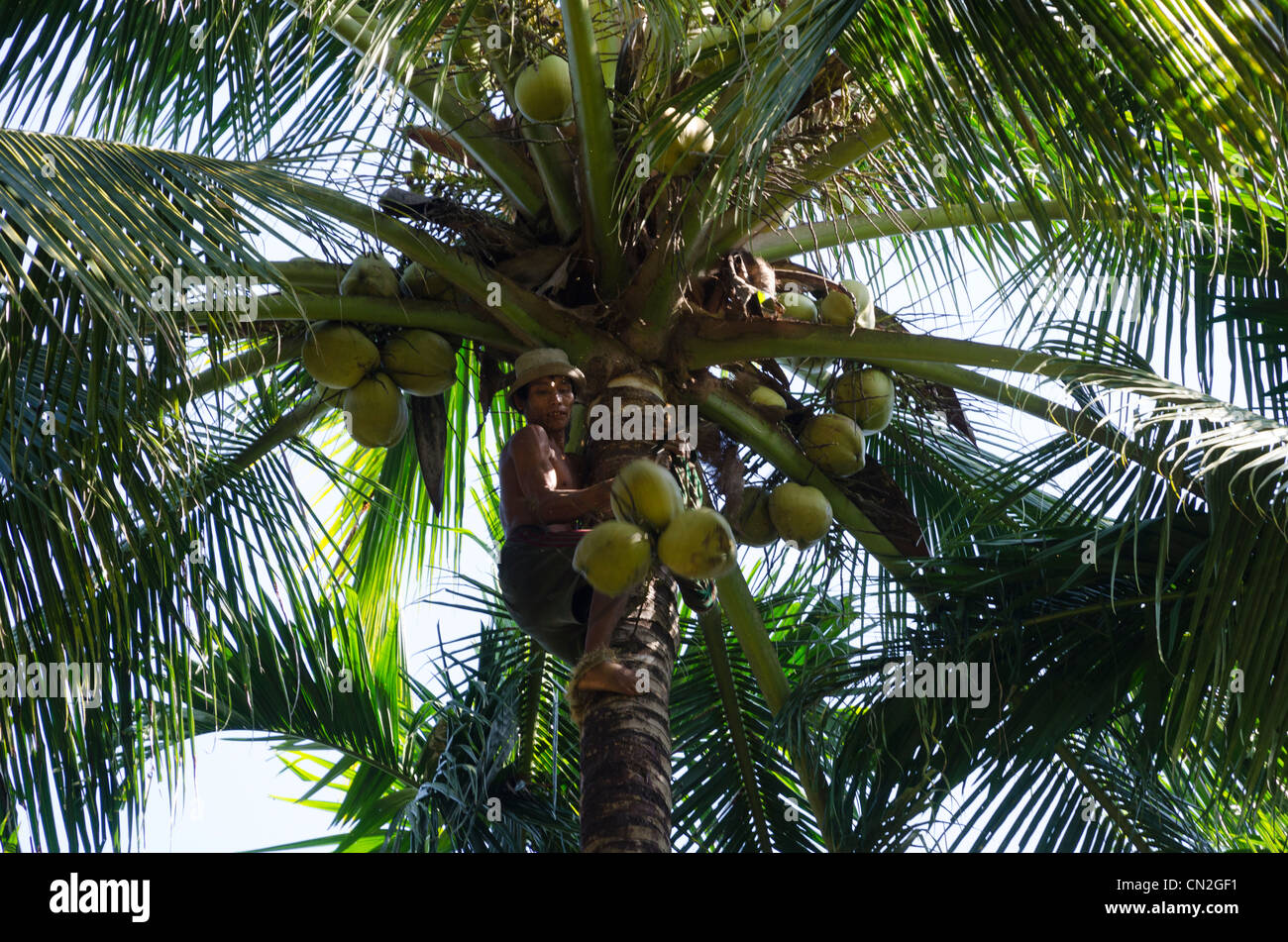 Man climbing a coconut tree to pick up cocnuts. Wah Gone village. Irrawaddy delta. Myanmar. Stock Photo