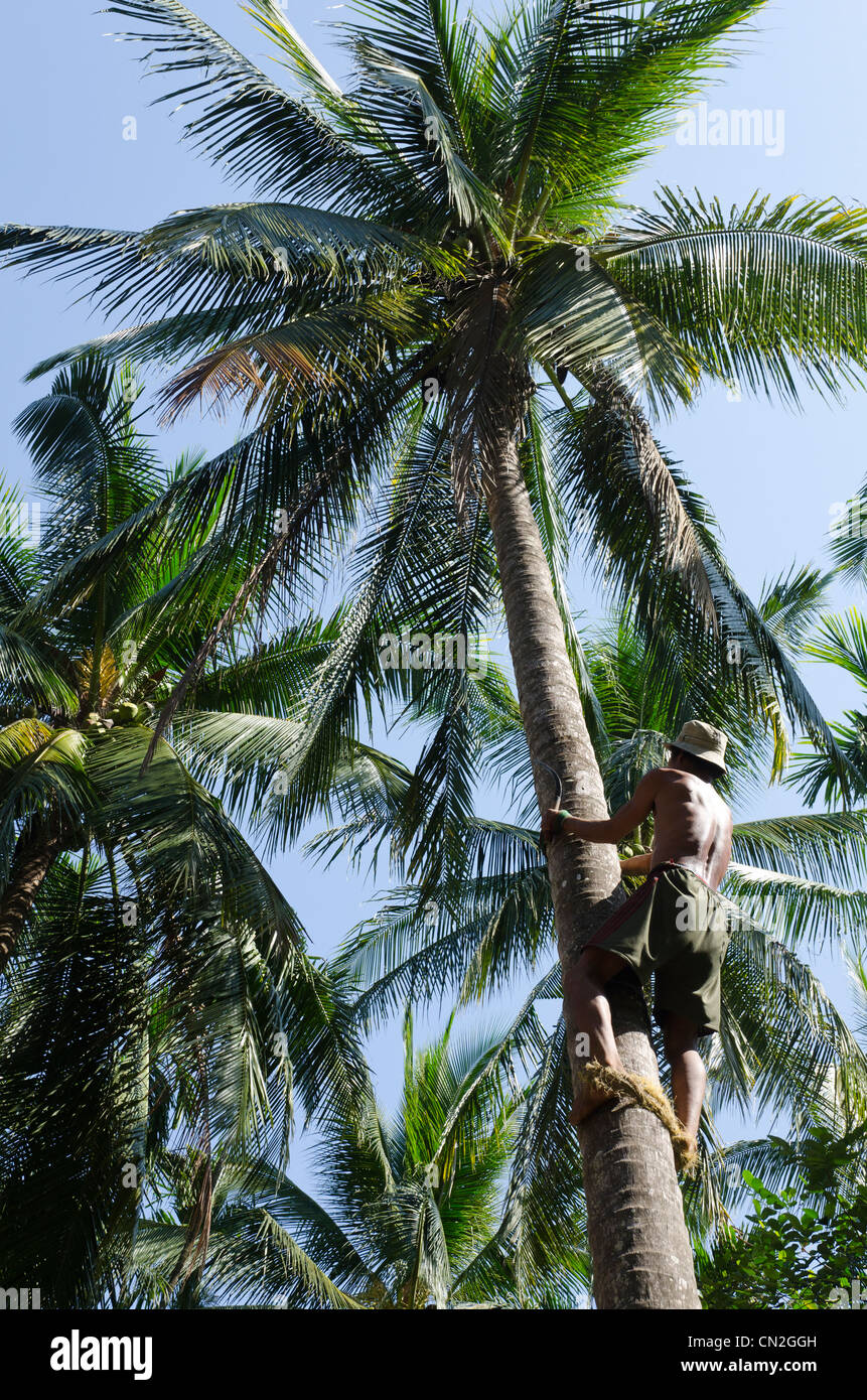 Man climbing a coconut tree to pick up cocnuts. Wah Gone village