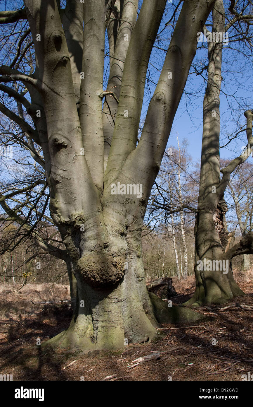epping-forest-ancient-trees-royal-woodland-stock-photo-alamy