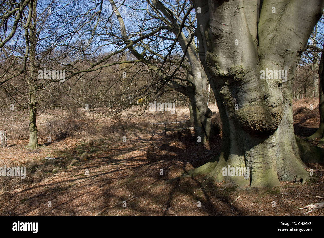 epping-forest-ancient-trees-royal-woodland-stock-photo-alamy