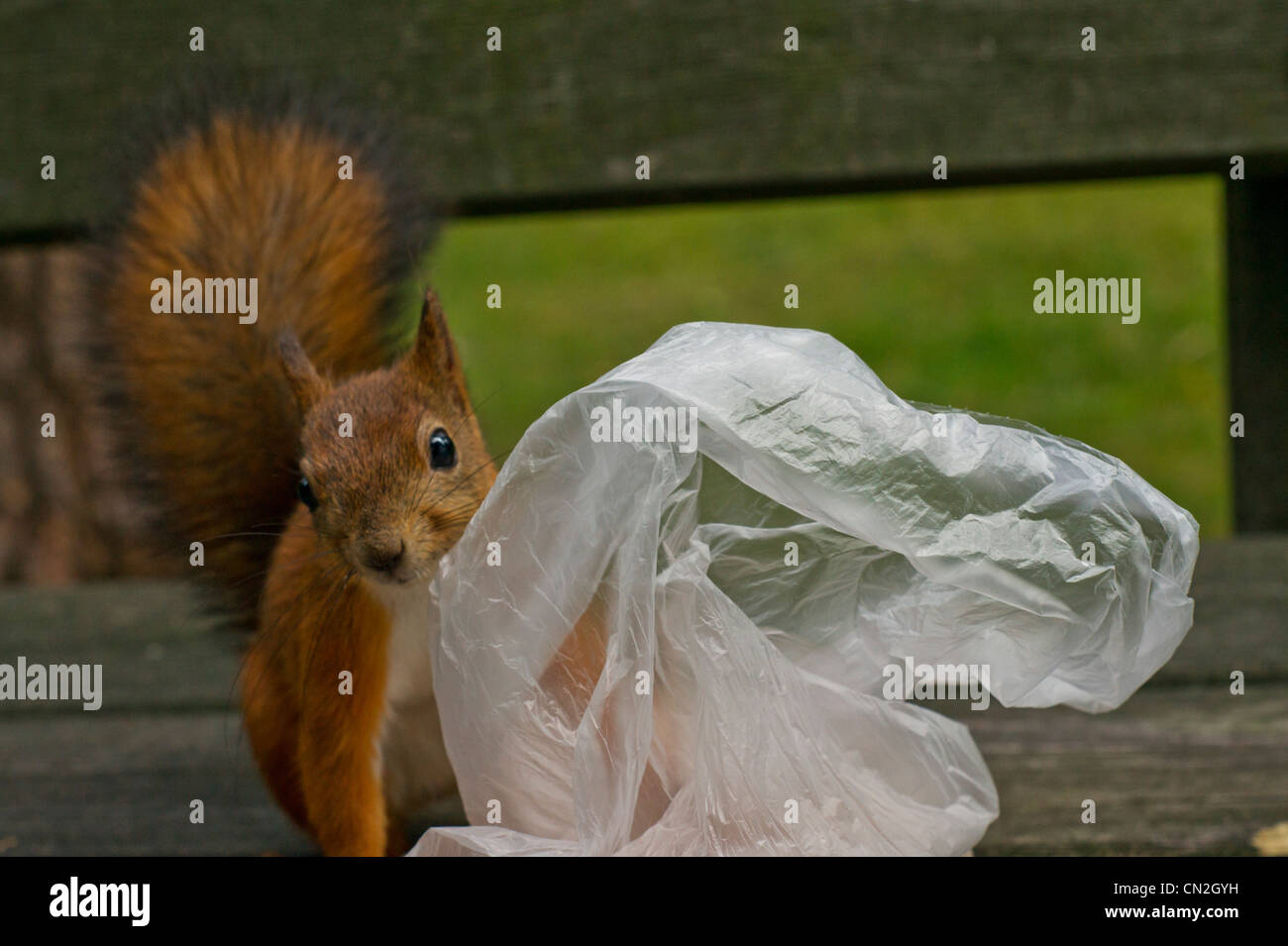 Red squirrel with bag of peanuts Stock Photo Alamy