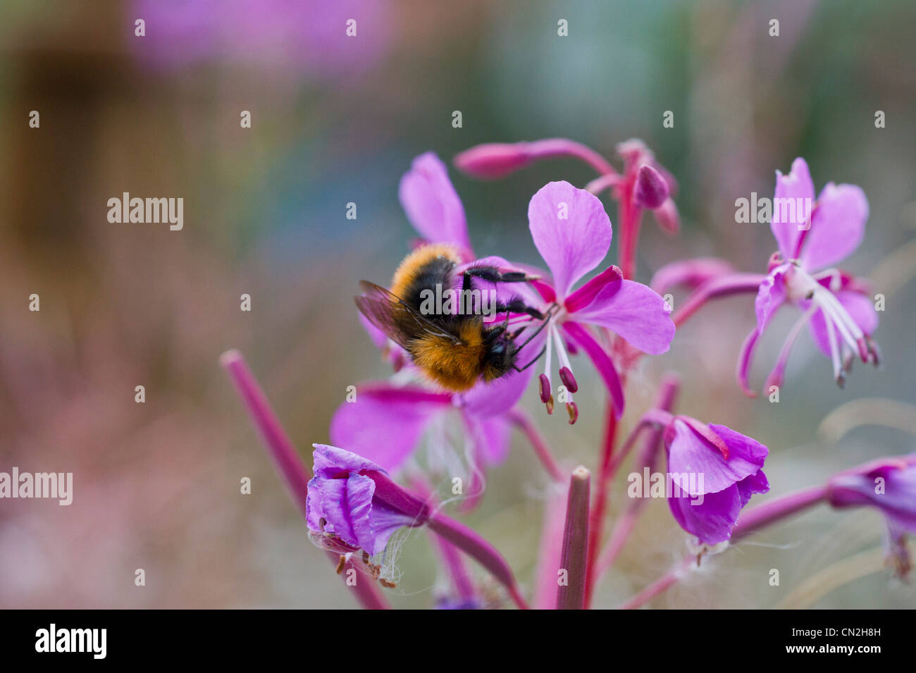Bumble Bee on Fireweed Stock Photo