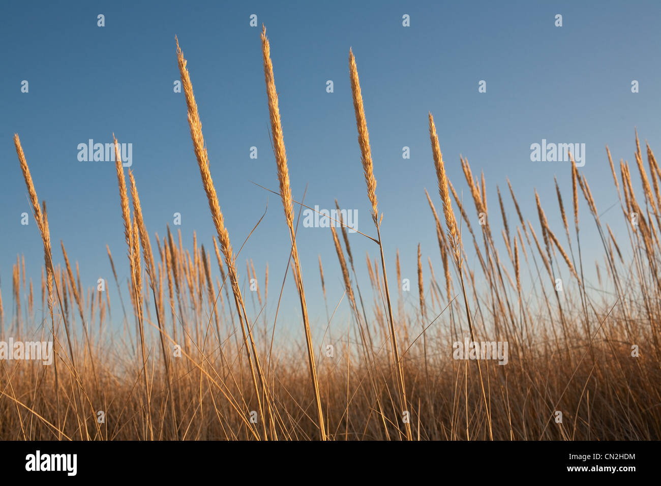 Seagrass against blue sky Stock Photo