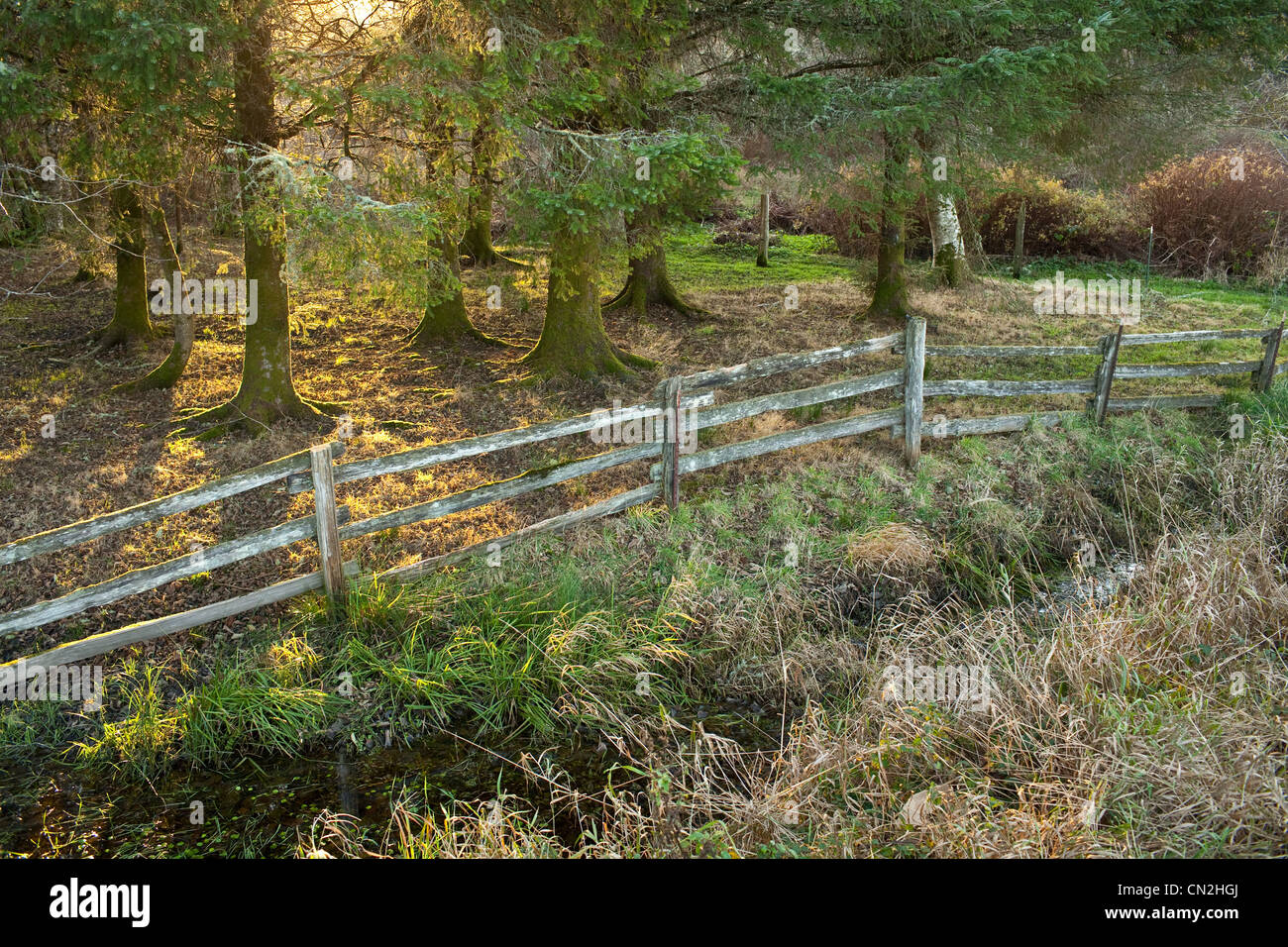 Wooden fence in forest Stock Photo