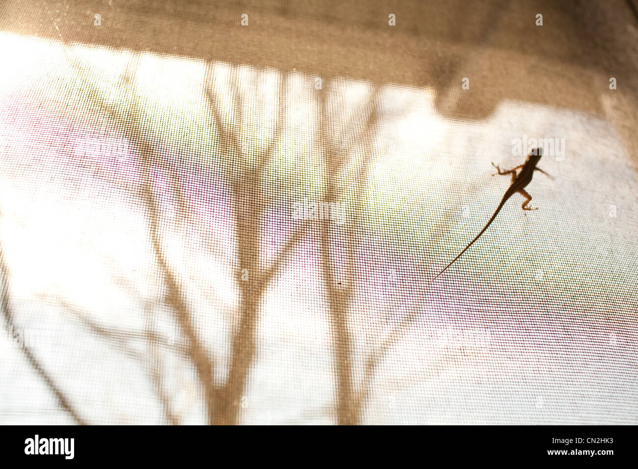 Lizard on window screen Stock Photo
