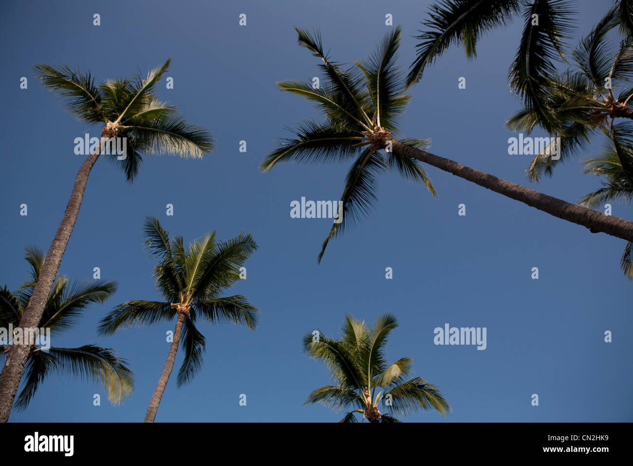 Palm trees against clear blue sky, low angle Stock Photo