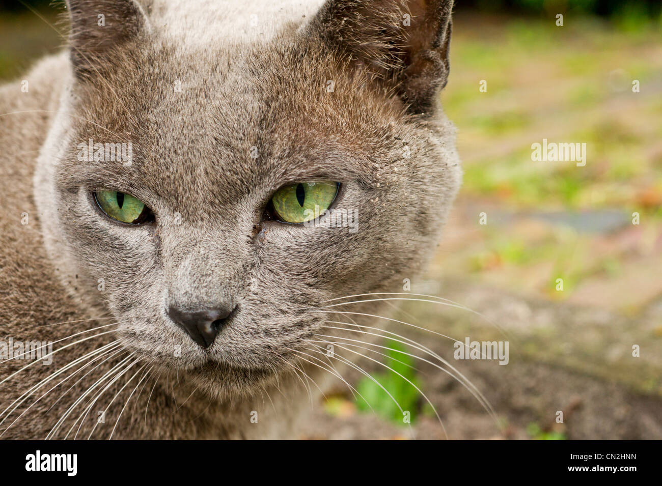 Russian blue cat green eyes hi-res stock photography and images - Alamy