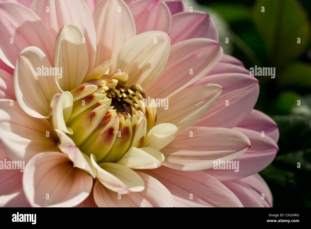 Close up of a Light Pink dahlia in summer Stock Photo