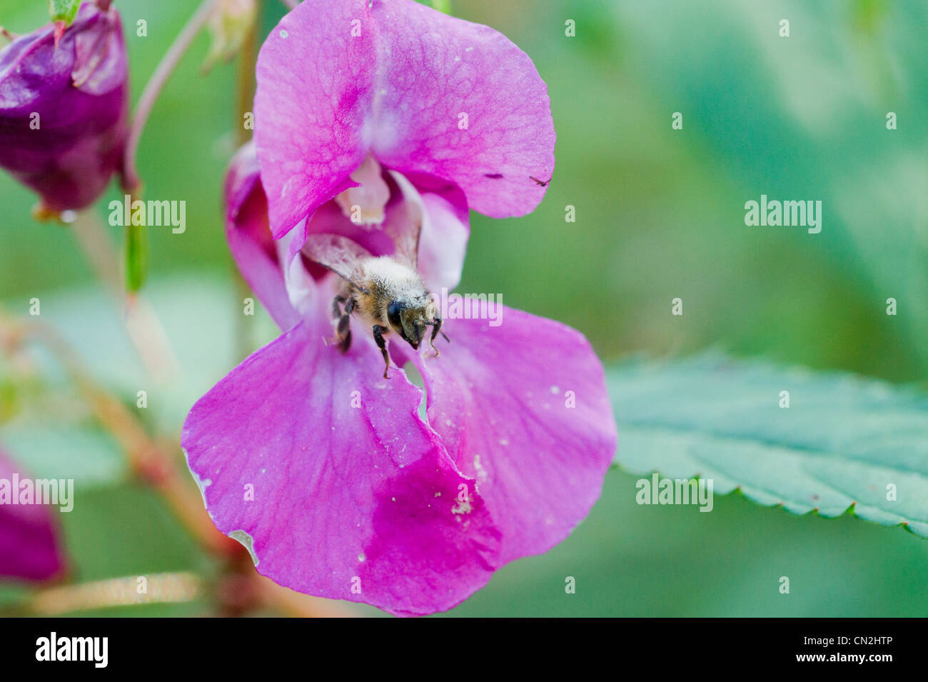 Honey Bee covered in pollen on Himalayan Balsam Stock Photo