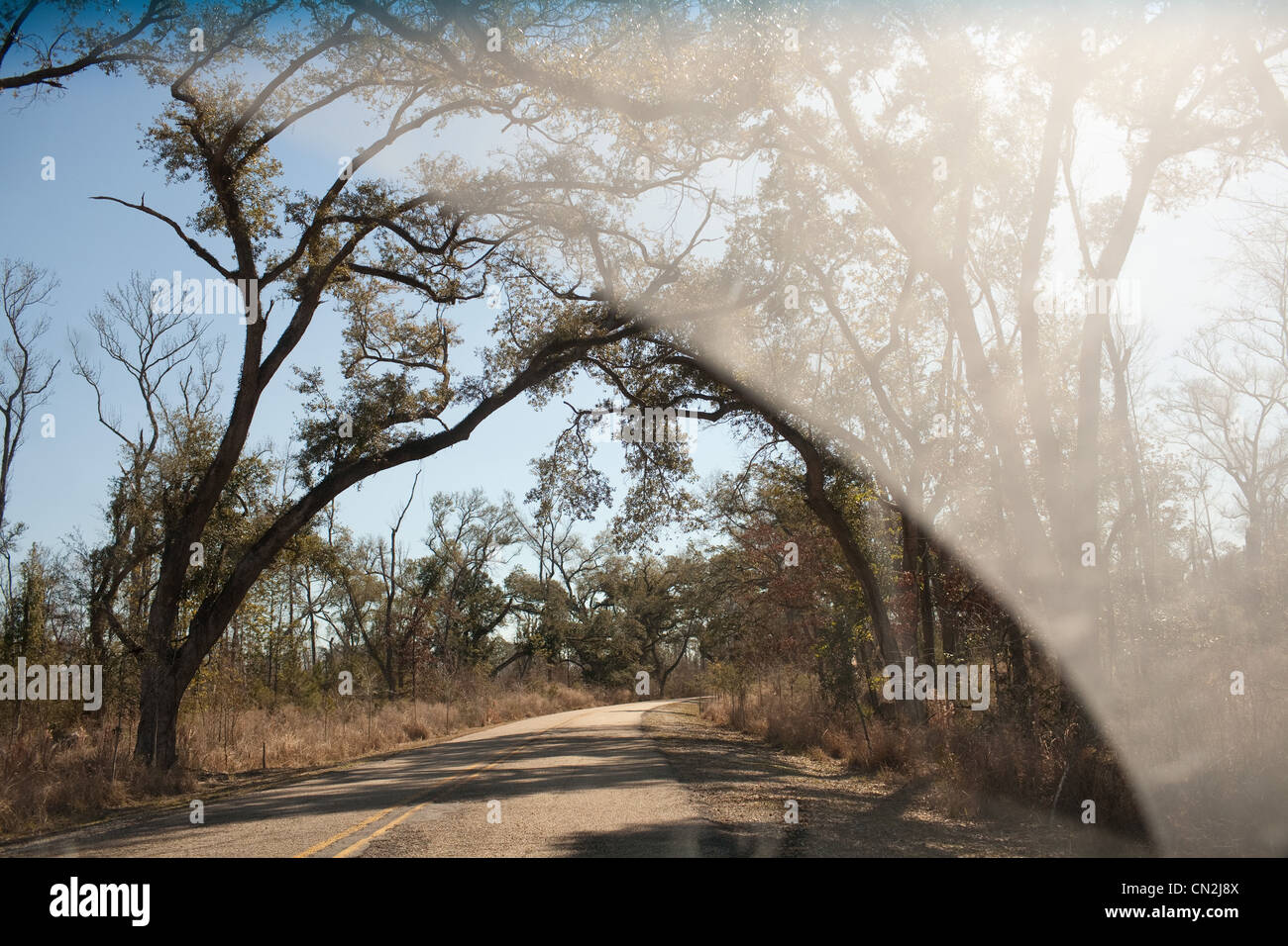 View of trees and road through car windscreen Stock Photo