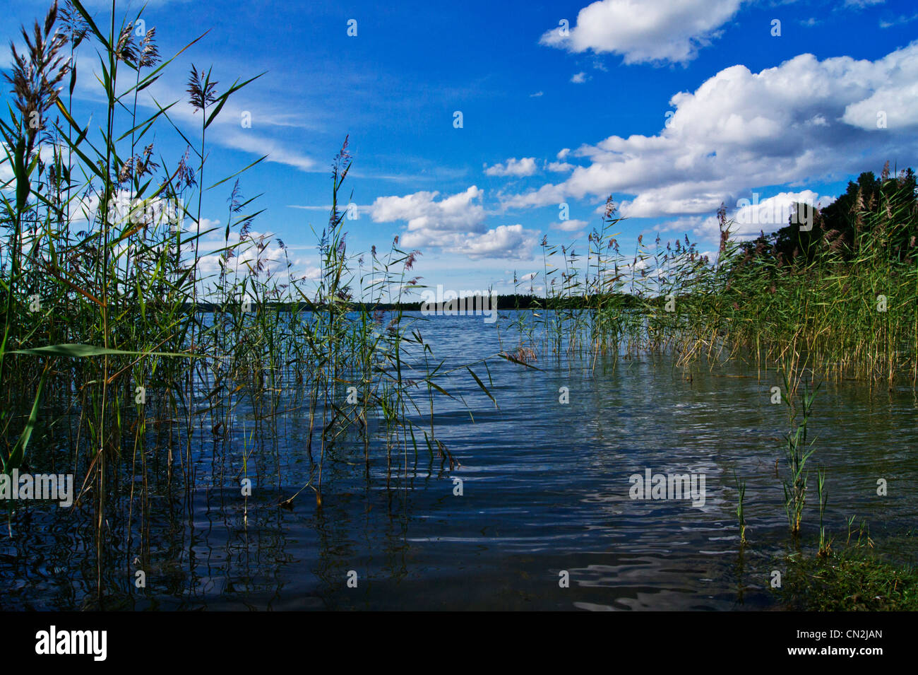 Reed in the Baltic Sea and Clouds in blue sky Stock Photo