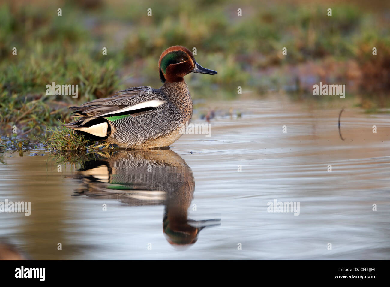 Teal, Anas crecca, single male on water, Warwickshire, March 2012 Stock Photo