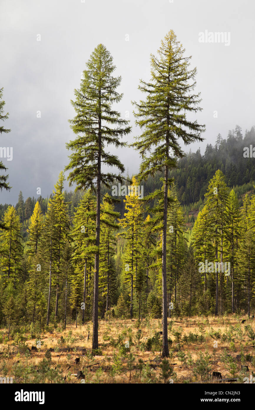 Two Larch Trees in Cleared Forest, Kalispell, Montana, USA Stock Photo