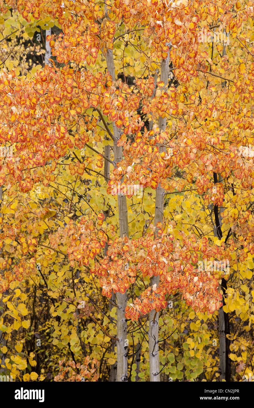 Orange and Yellow Foliage on Aspen Trees, Montana, USA Stock Photo Alamy