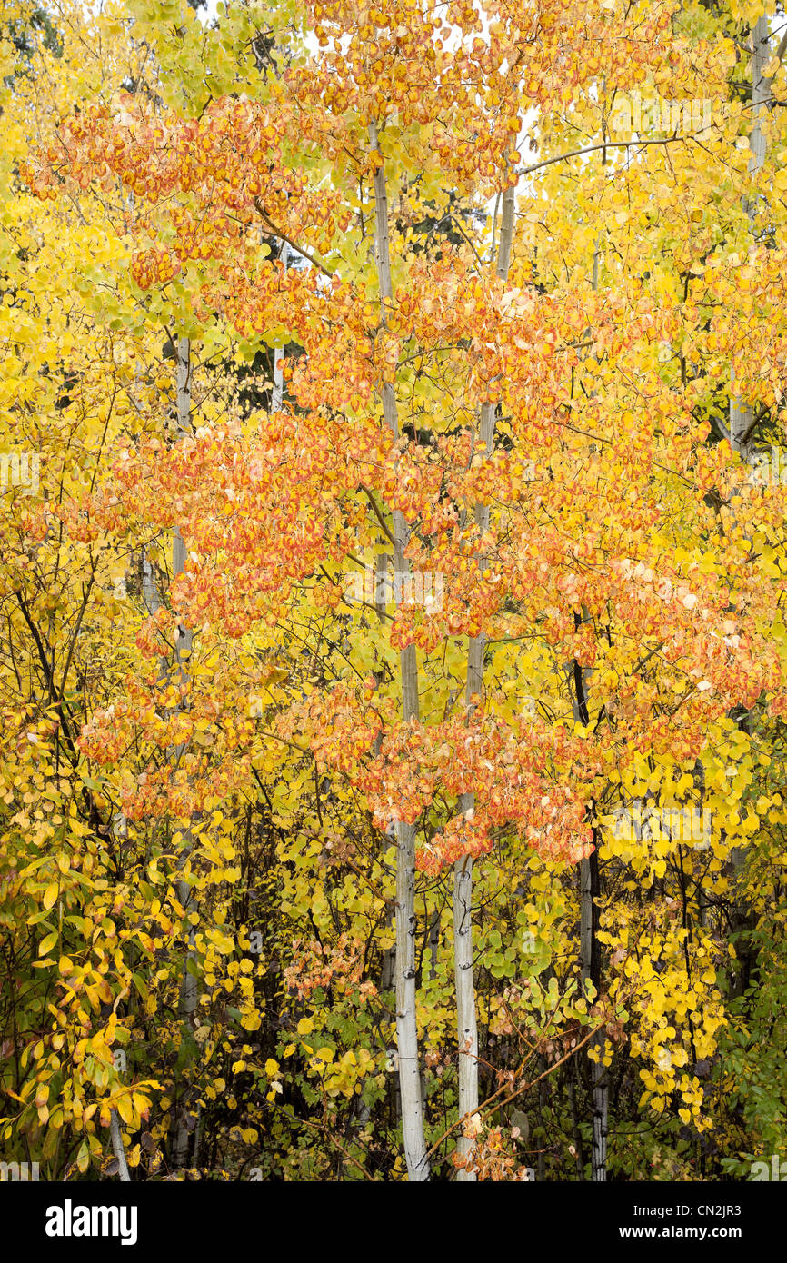 Orange and Yellow Foliage on Aspen Trees, Montana, USA Stock Photo Alamy