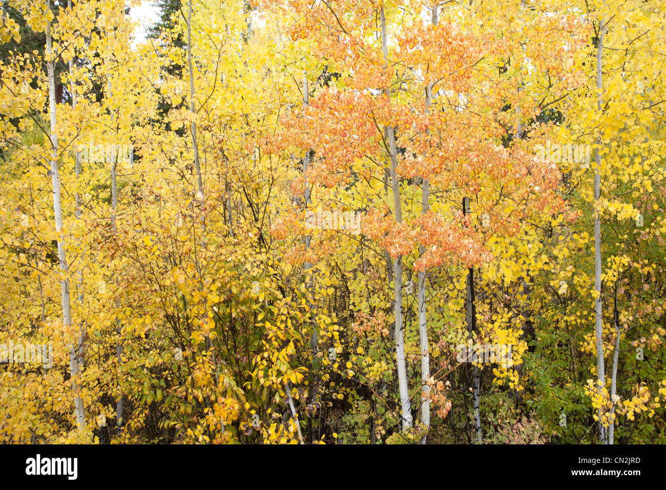 Orange and Yellow Foliage on Aspen Trees, Montana, USA Stock Photo Alamy