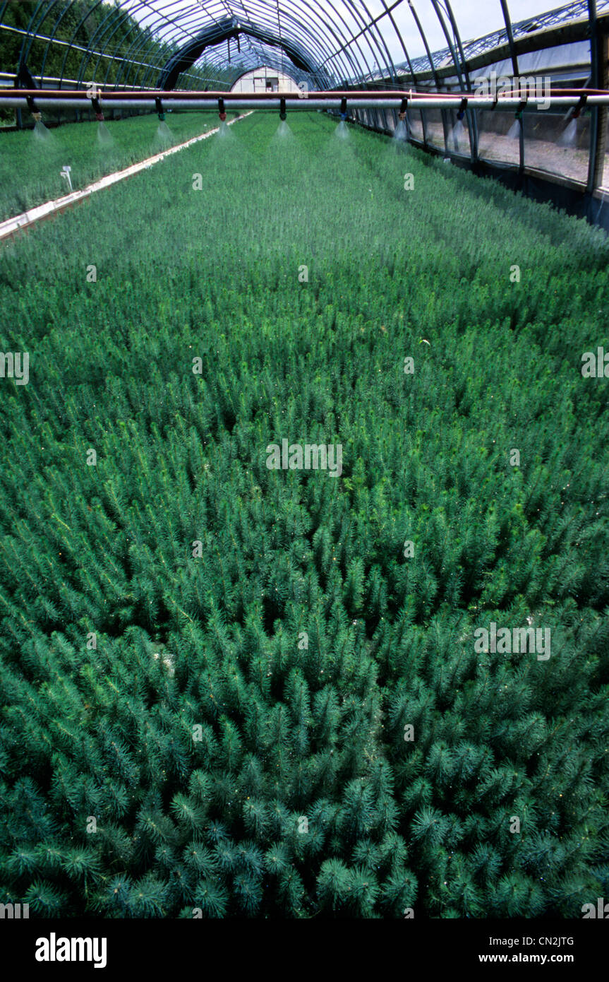 Fertilizer Spray on Spruce Seedlings in a Nursery, Hadashville, Manitoba Stock Photo