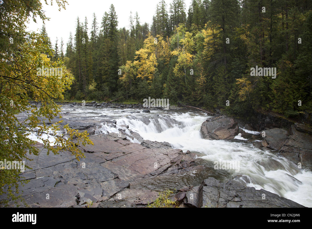 River Rapids in Forest, Montana, USA Stock Photo