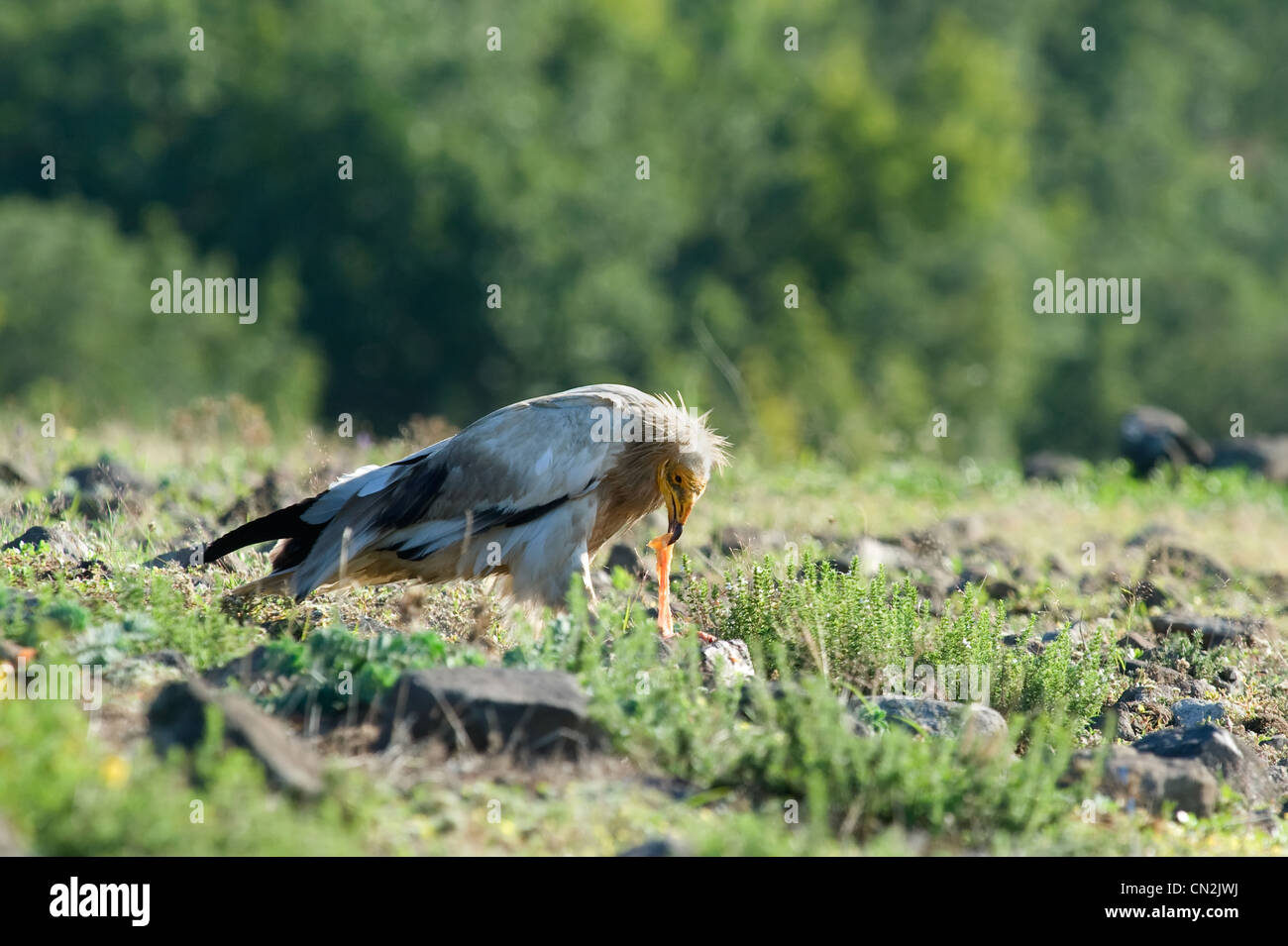 Egyptian vulture eat meat Stock Photo Alamy