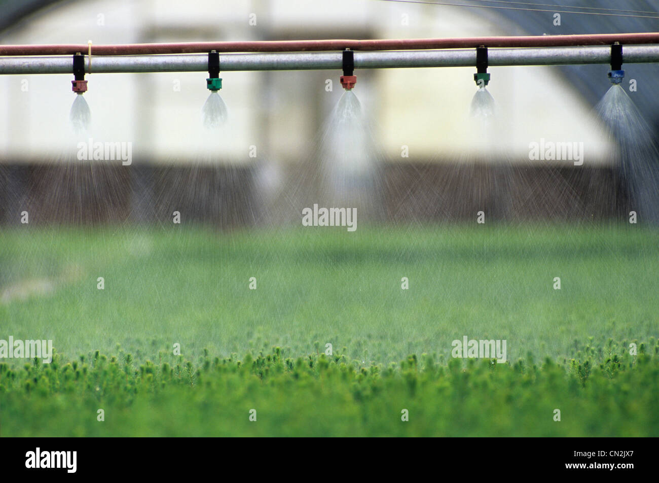 Fertilizer Spray on Spruce Seedlings in a Nursery, Hadashville, Manitoba Stock Photo
