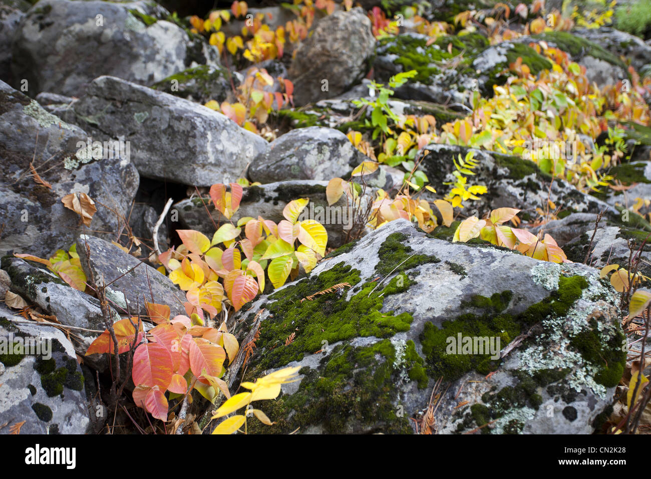 Autumn Leaves Against Moss Covered Rocks, Montana, USA Stock Photo