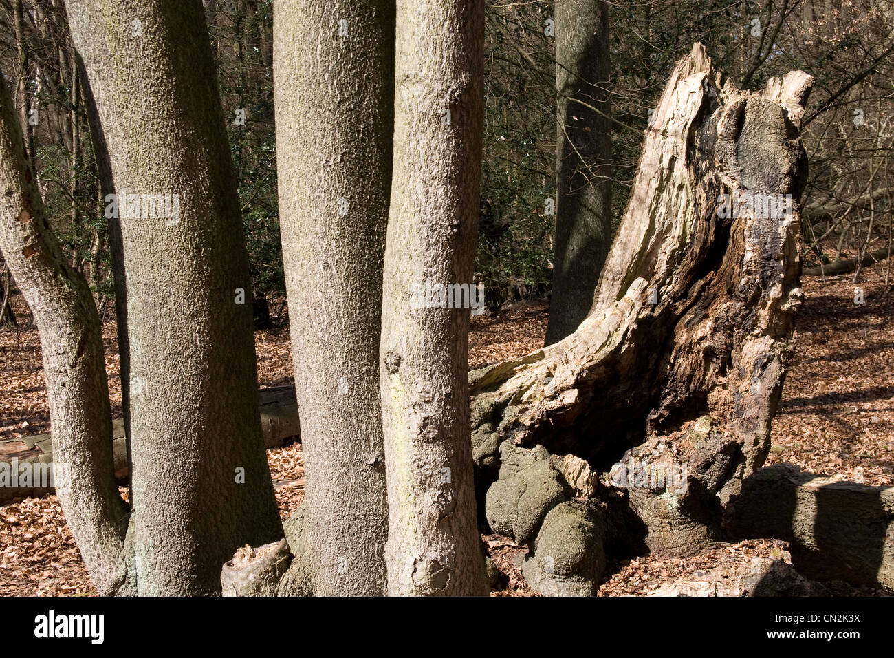 epping-forest-ancient-trees-royal-woodland-stock-photo-alamy