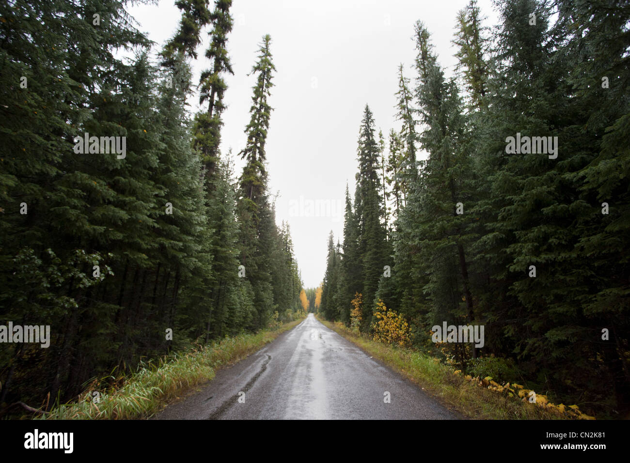Evergreen trees in distance hi-res stock photography and images - Alamy