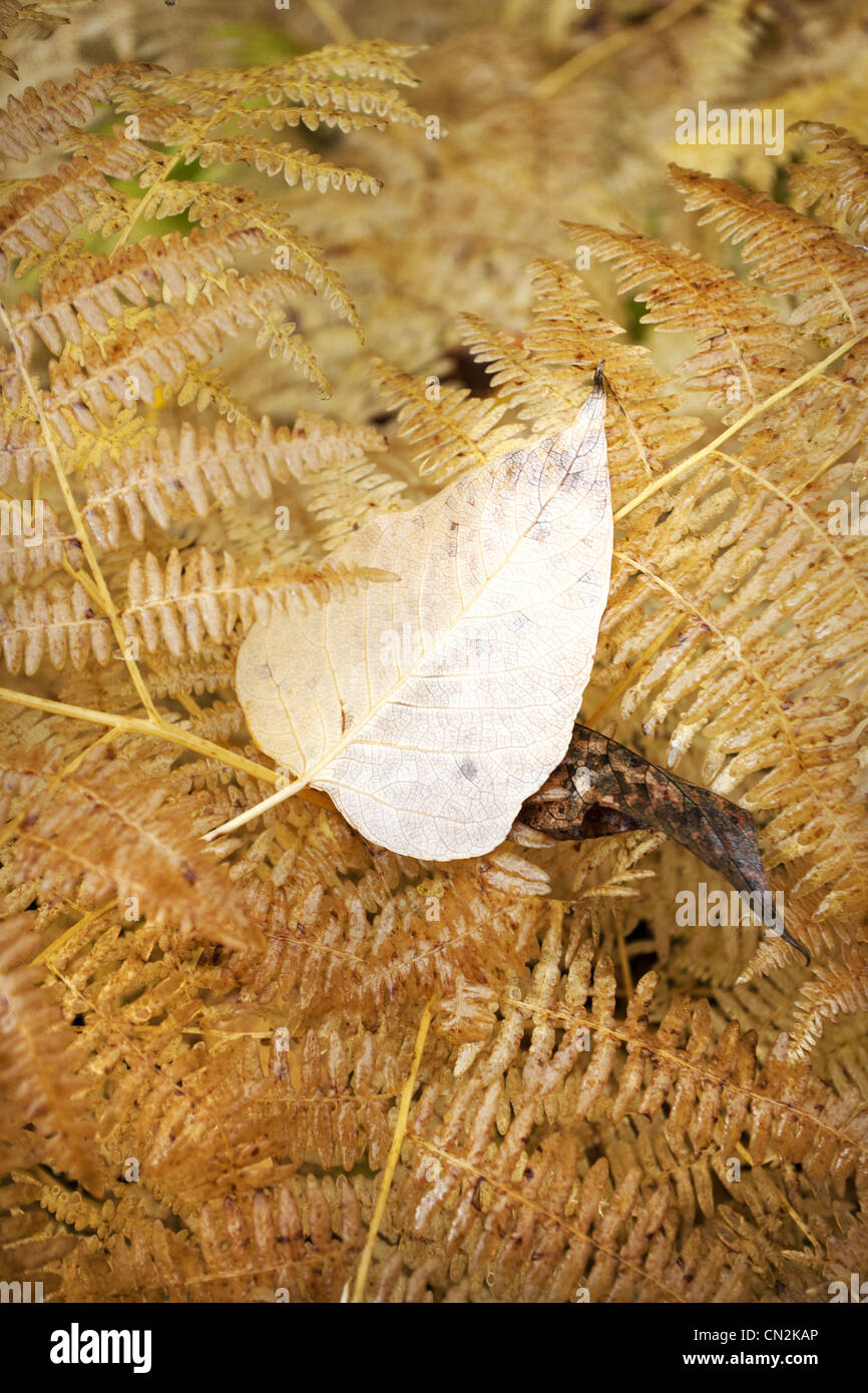 Leaf on Golden Fern, Montana, USA Stock Photo