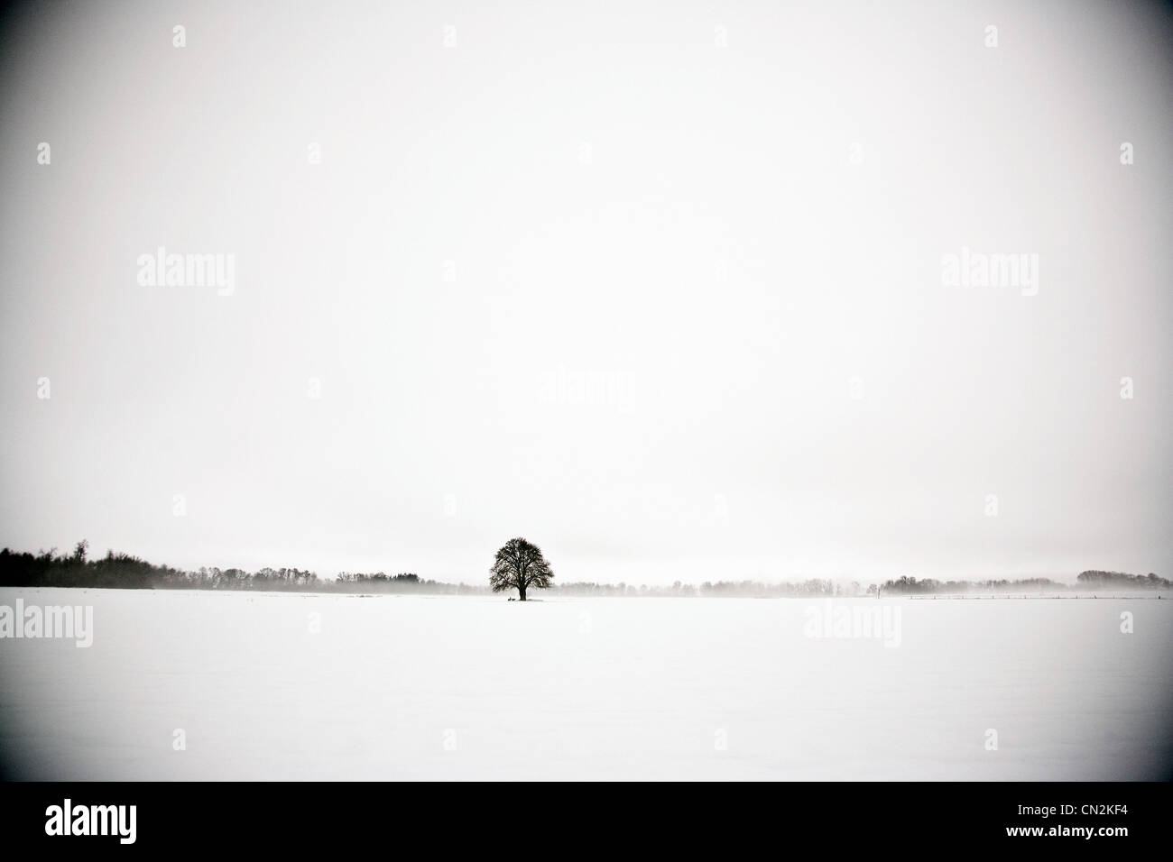 Lone tree in snowy field Stock Photo - Alamy