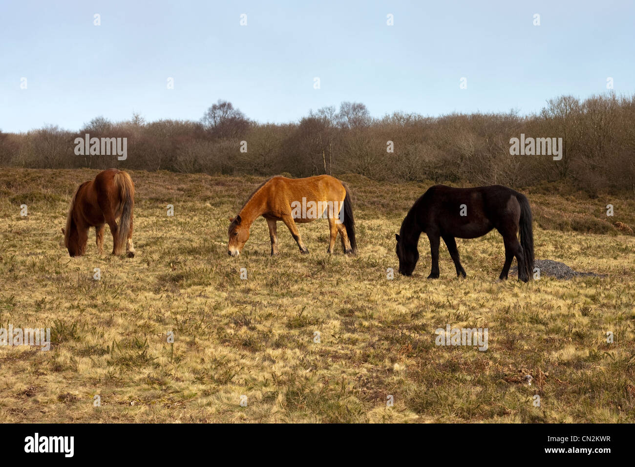 exmoor ponies grazing on the quantocks Stock Photo