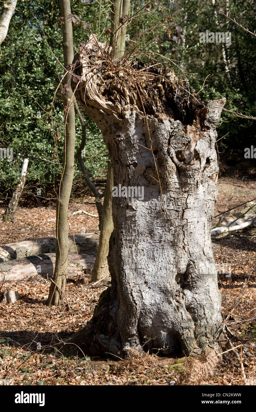 epping-forest-ancient-trees-royal-woodland-stock-photo-alamy