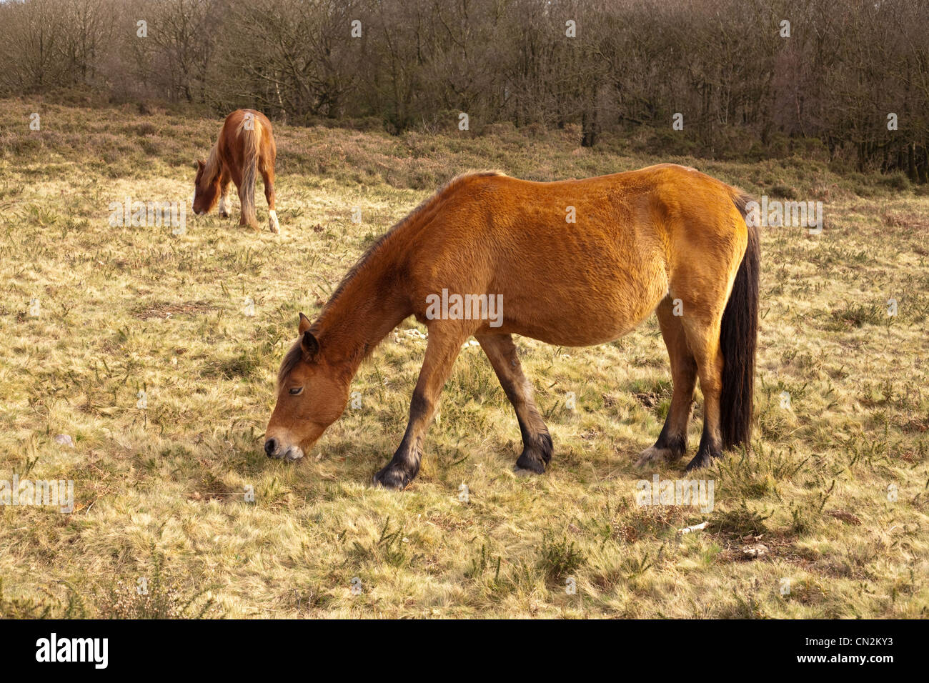 exmoor ponies grazing on the quantock hills Stock Photo