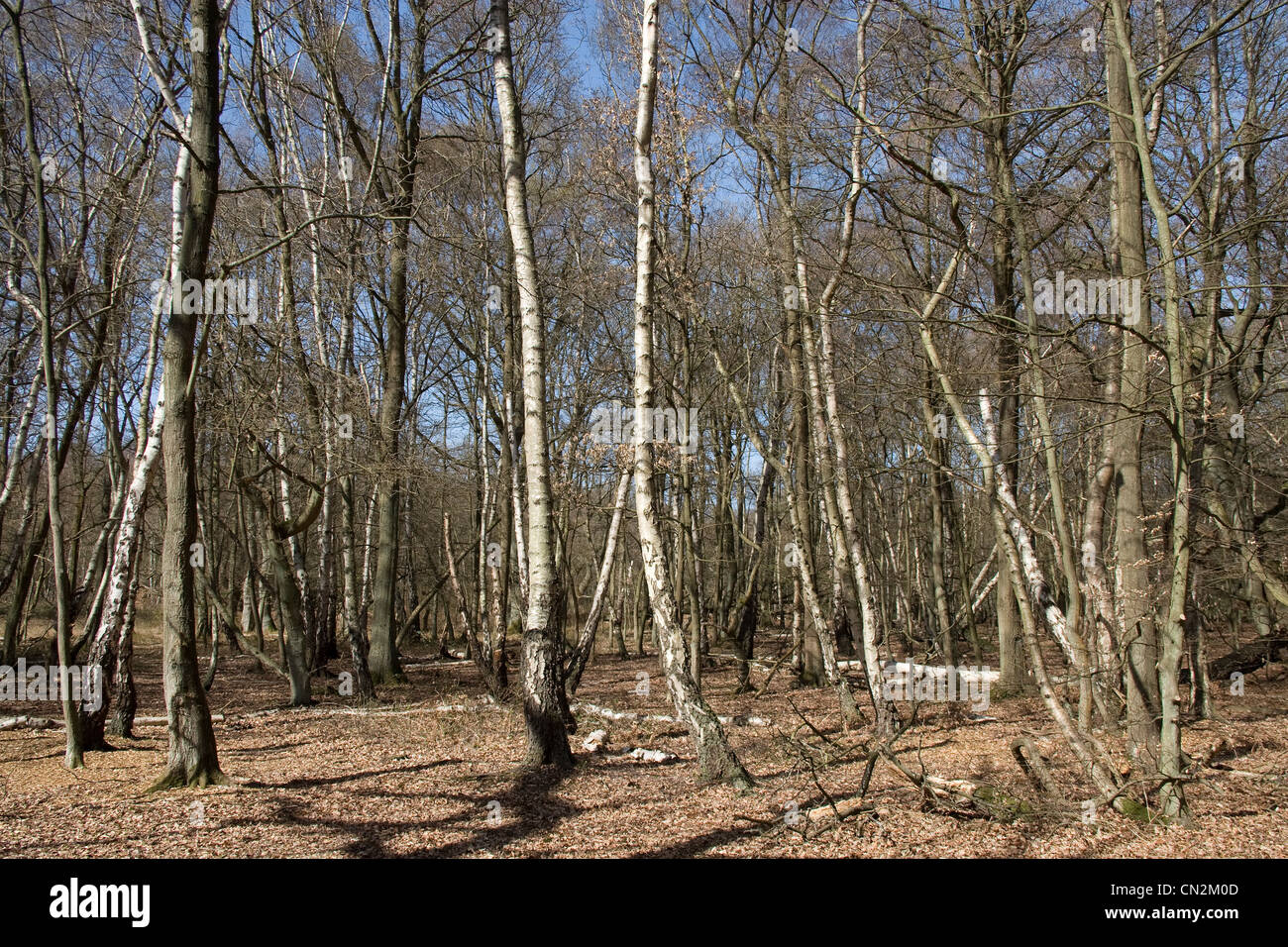 epping-forest-ancient-trees-royal-woodland-stock-photo-alamy