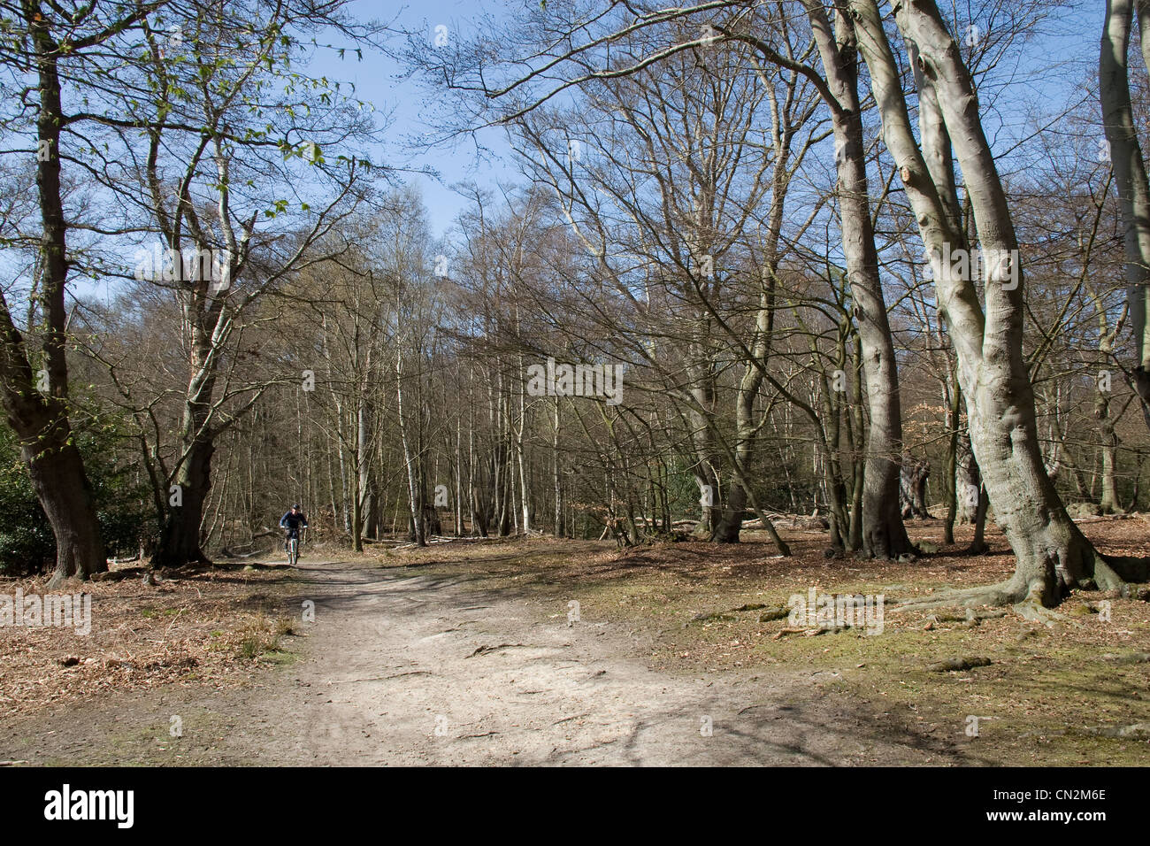 Epping Forest Ancient Trees Royal Woodland Stock Photo Alamy