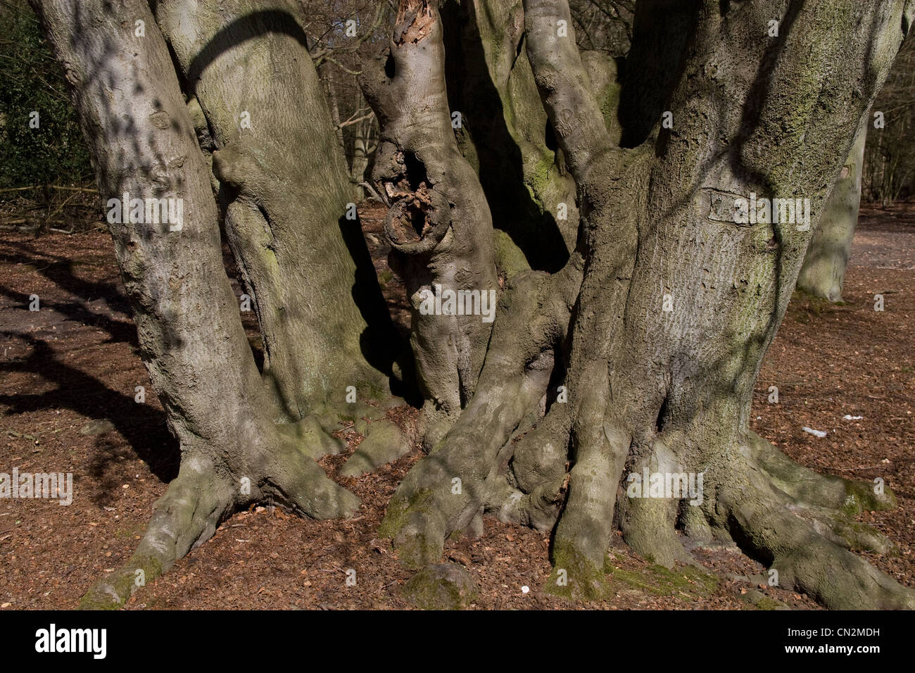 epping-forest-ancient-trees-royal-woodland-stock-photo-alamy