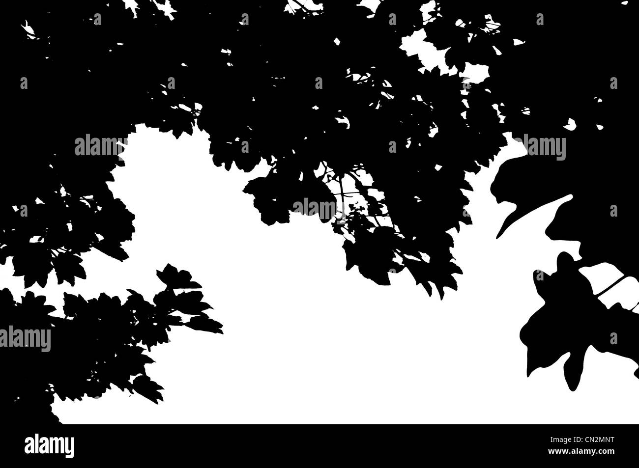 Climate leaves Black and White Stock Photos & Images - Alamy