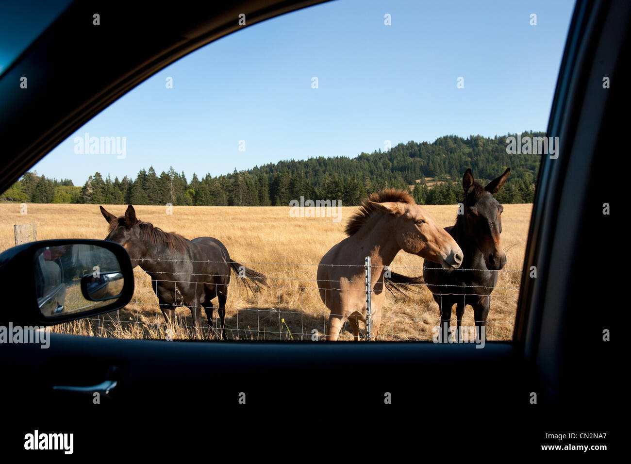 Horses seen through car window Stock Photo