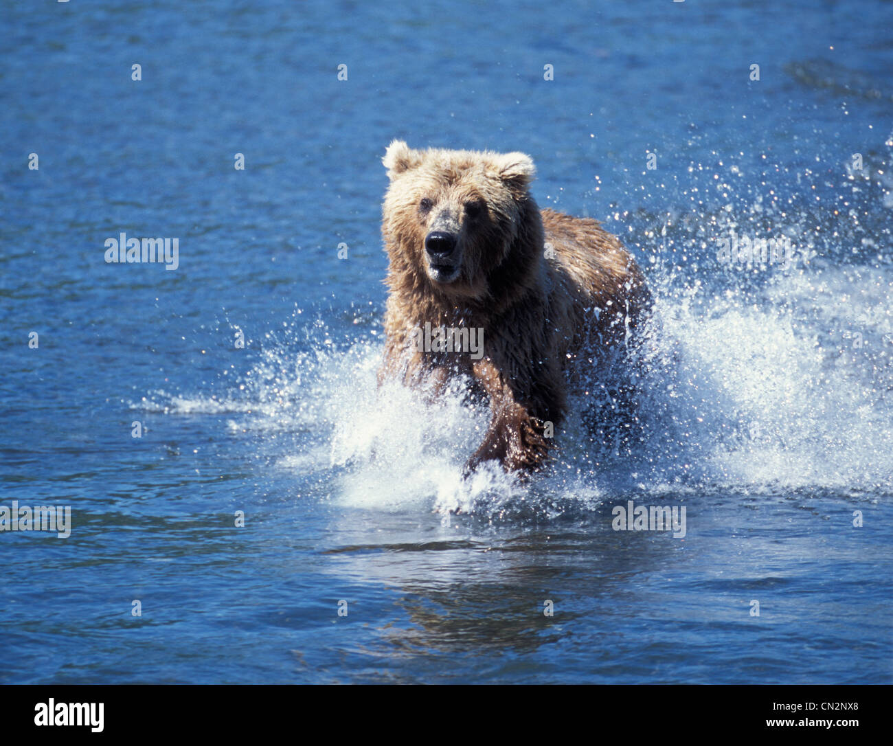 Brown Bears on top of Brooks Falls and fishing for salmon in Brooks
