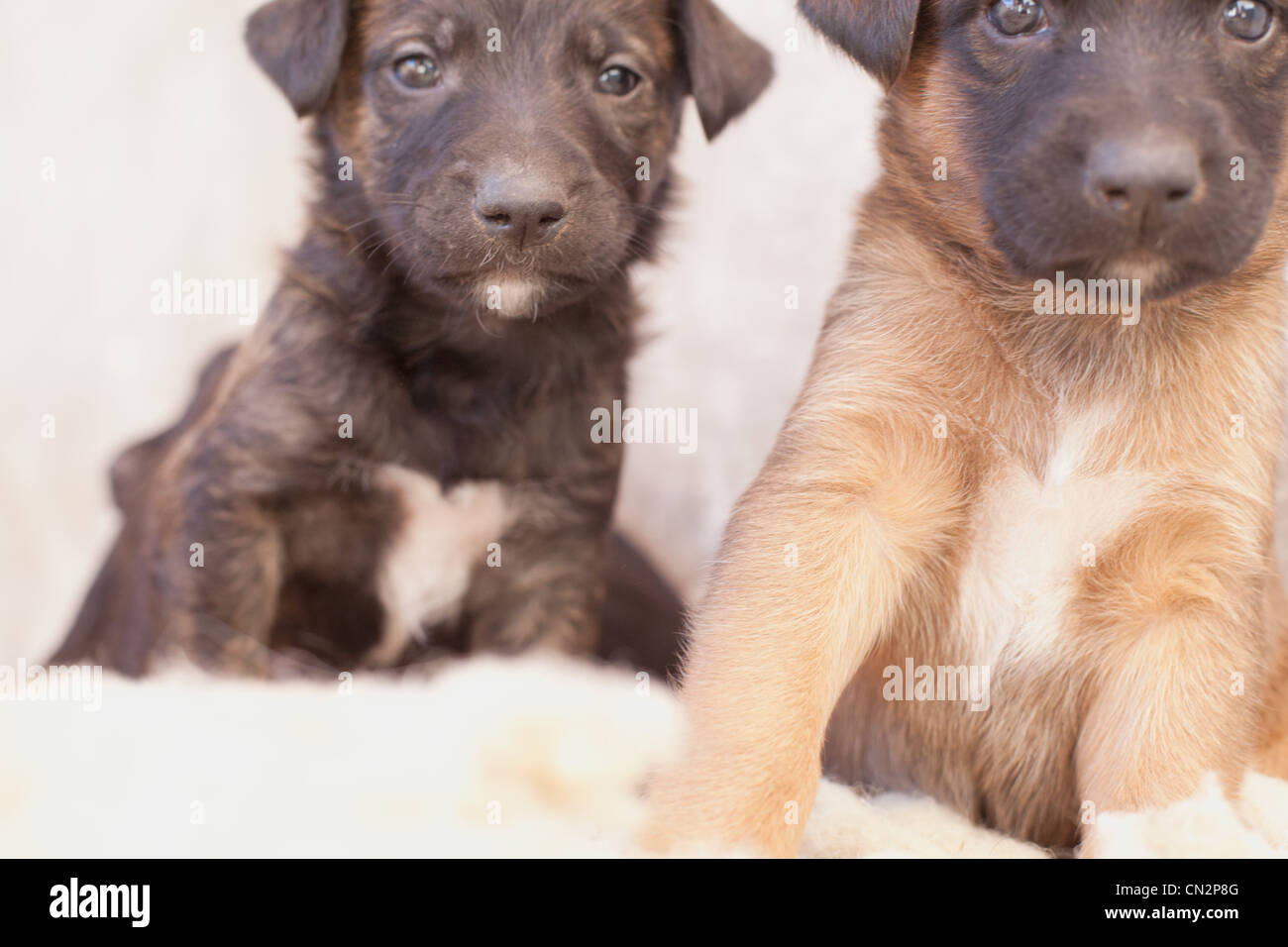 Two puppies, close up Stock Photo