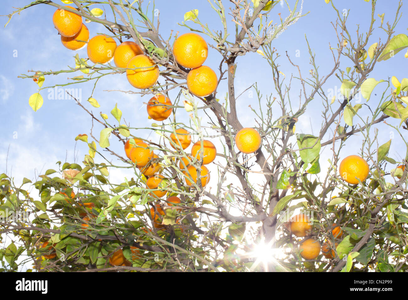 Fresh oranges growing on tree Stock Photo