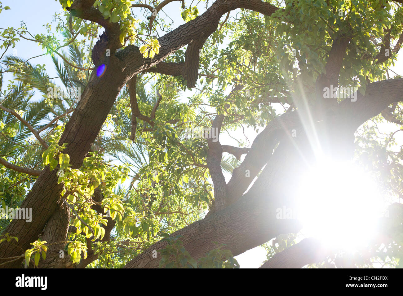 Trees in sunlight Stock Photo