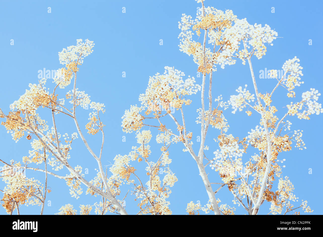 Plant against clear blue sky Stock Photo