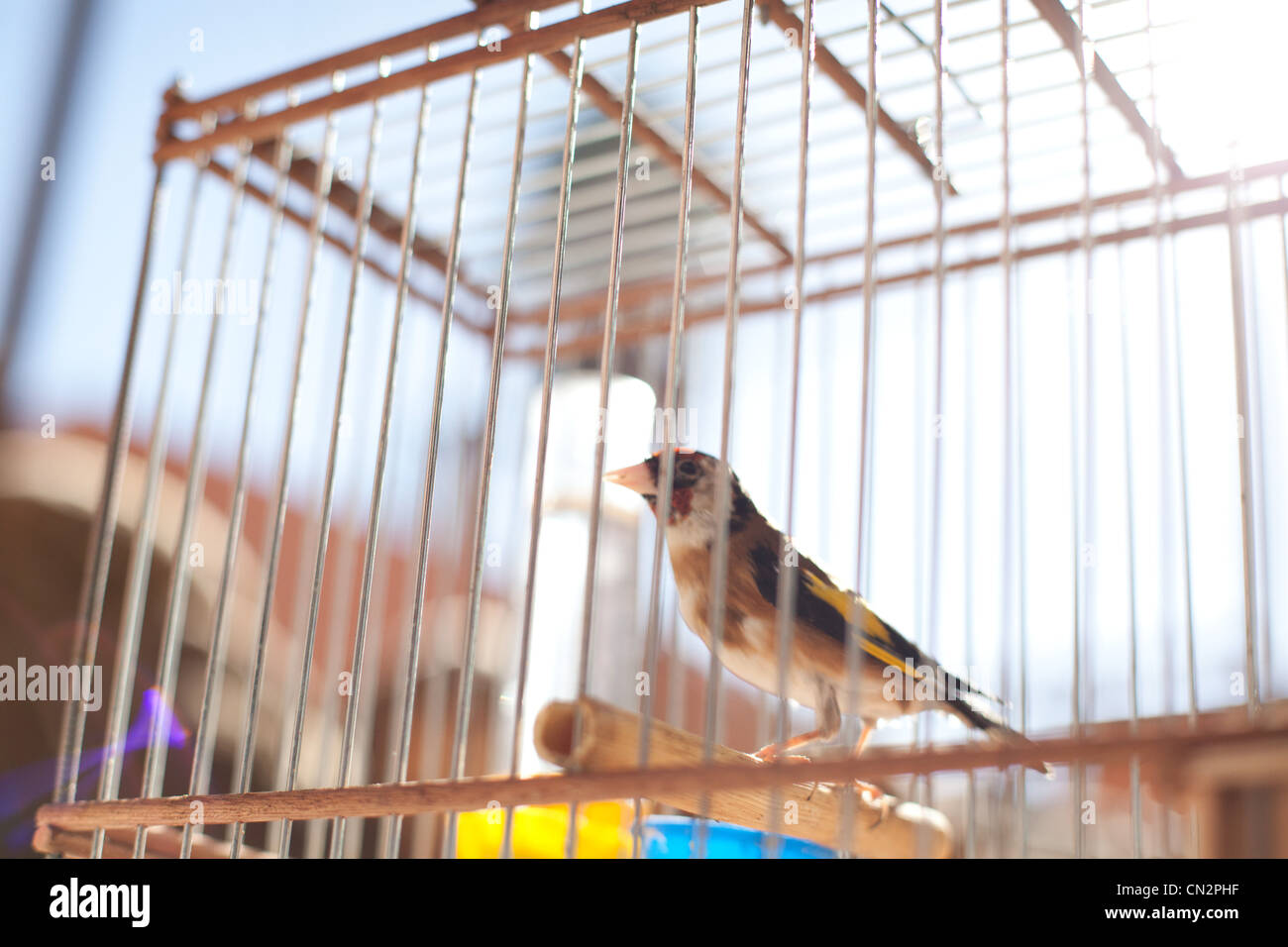 Bird in cage Stock Photo