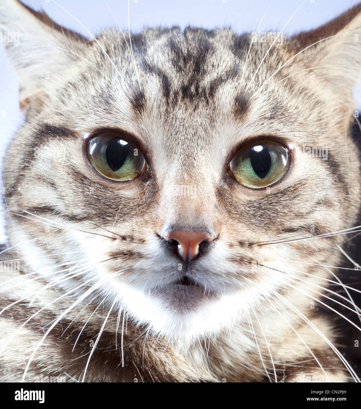Portrait of cat, close up Stock Photo