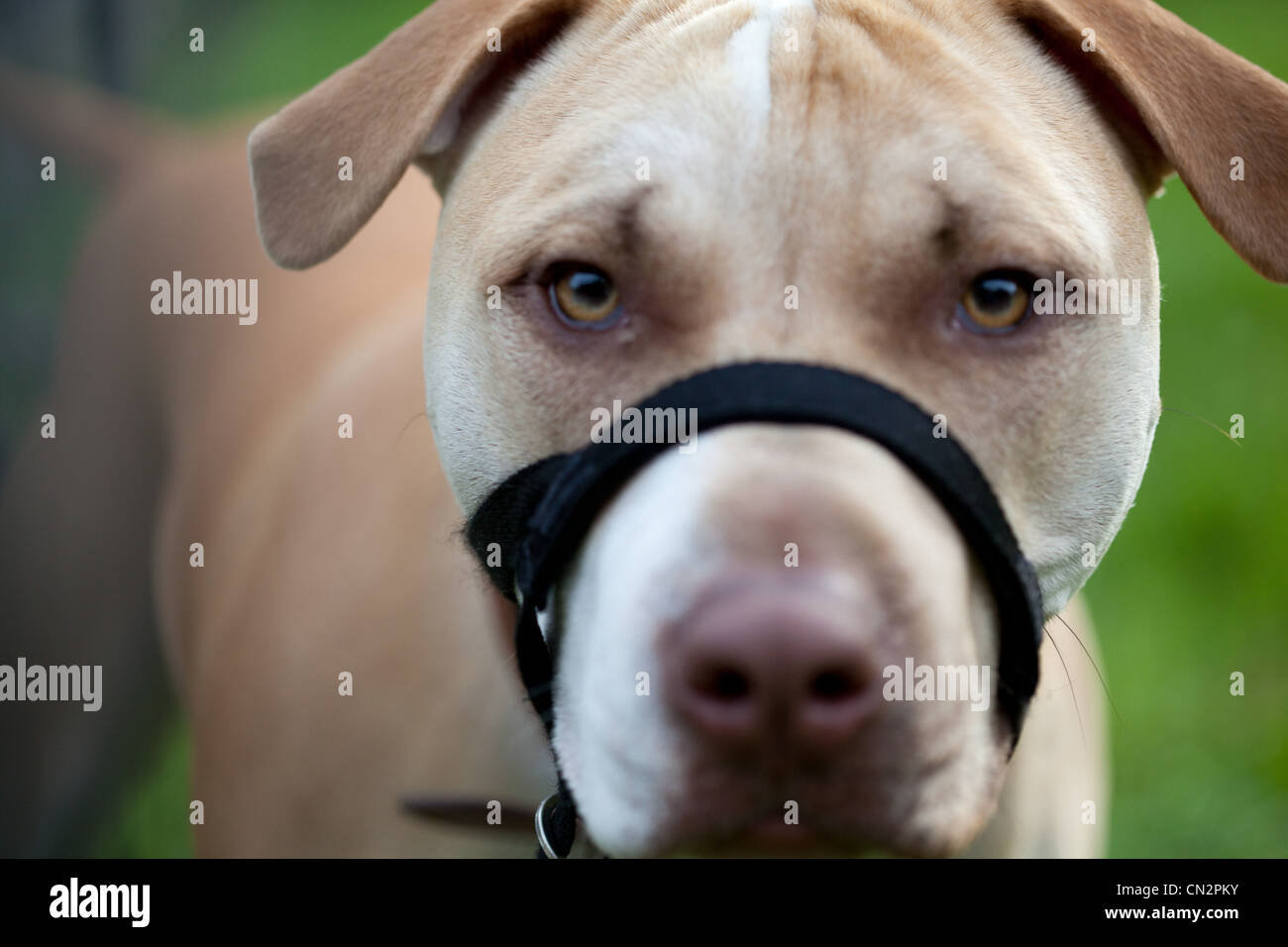 Portrait of dog Stock Photo