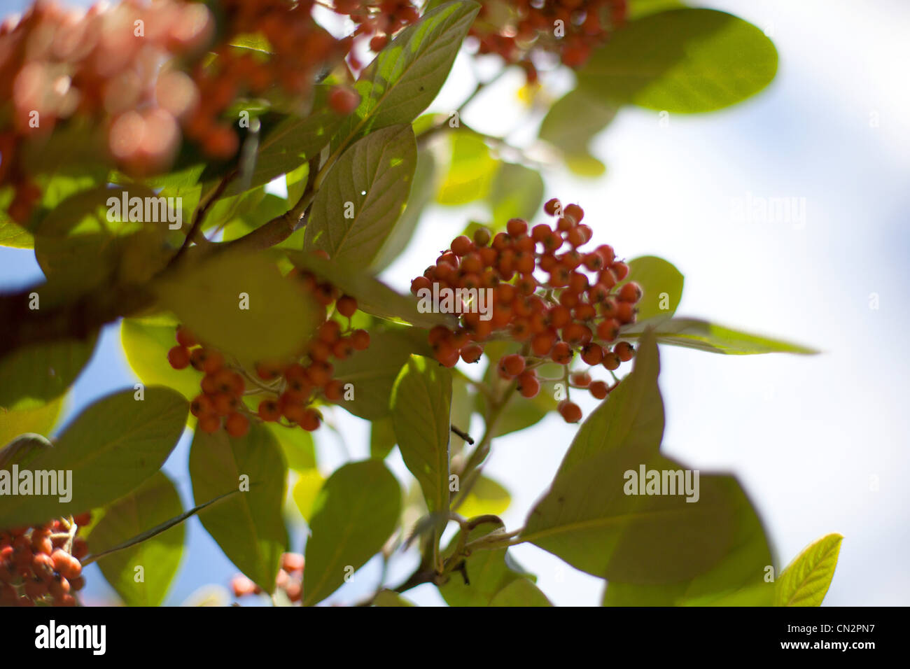 Berries and leaves, close up Stock Photo