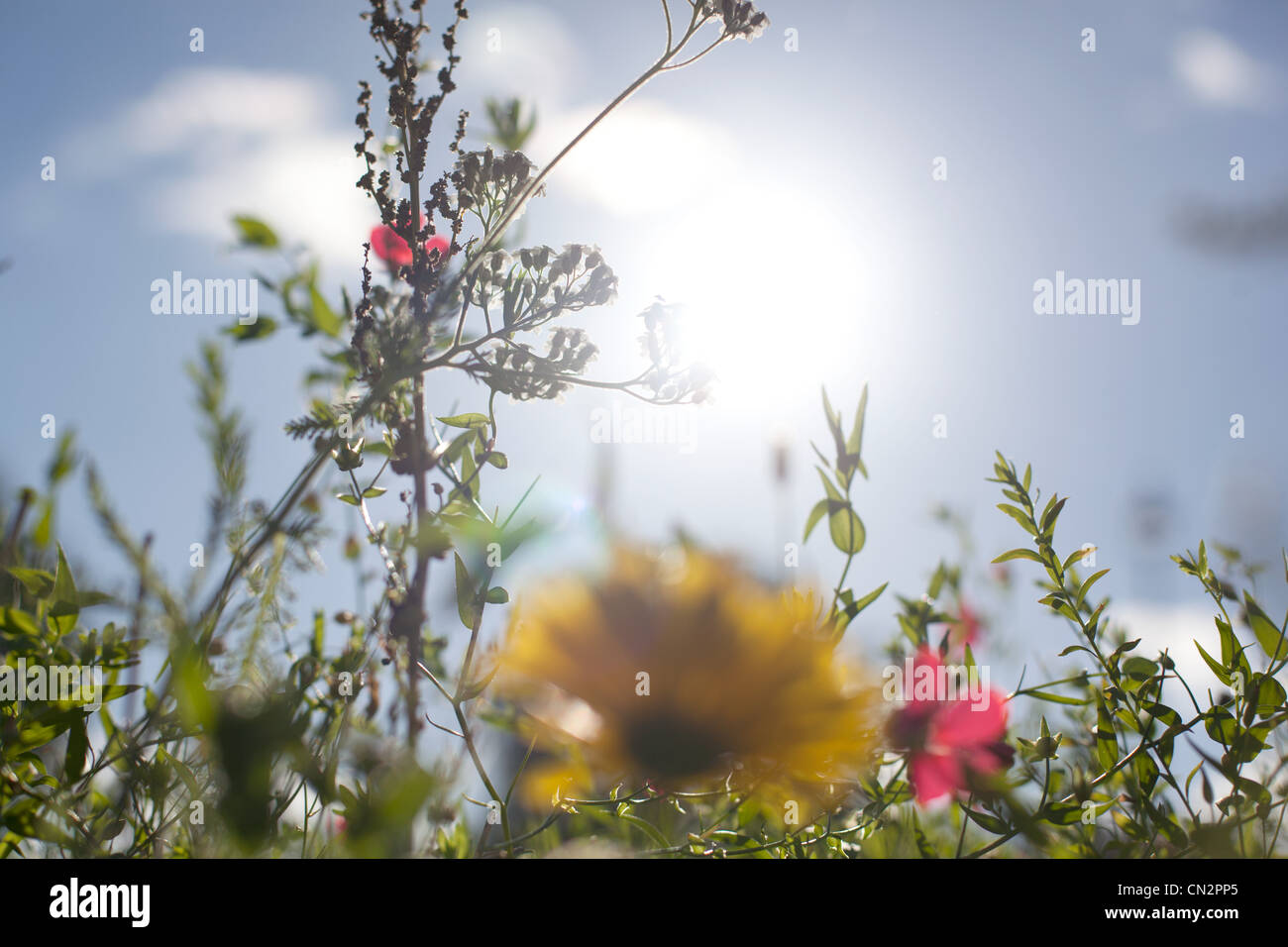 Ethereal beauty of wildflowers hi-res stock photography and images - Alamy
