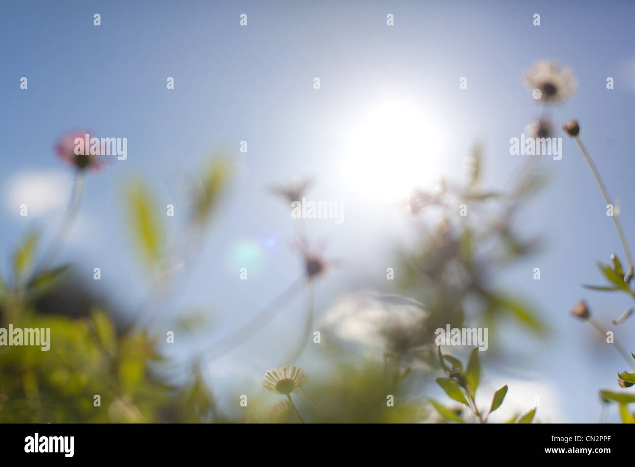 Sun Clear Sky Wildflowers High Resolution Stock Photography and Images ...