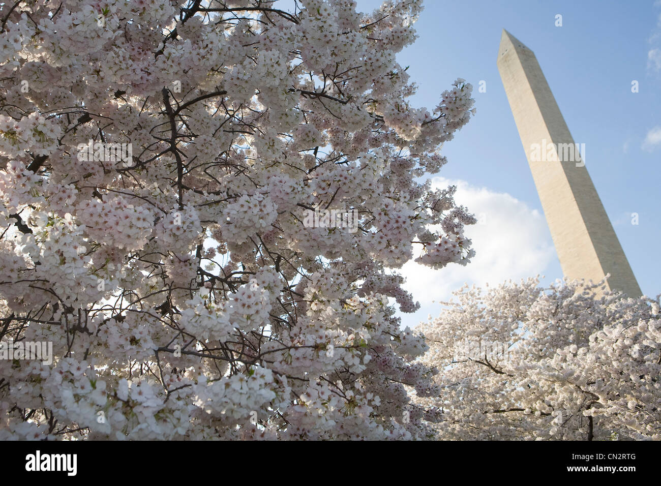 The Washington DC cherry blossom trees in peak bloom Stock Photo Alamy
