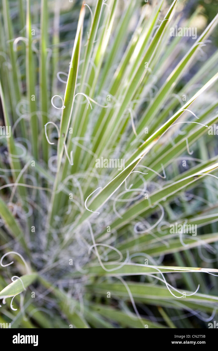 Yucca Plant, Close-Up Stock Photo